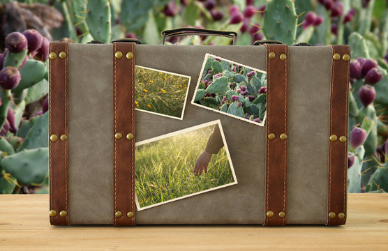 Image of old vintage luggage with nature photos over cactus plant background.