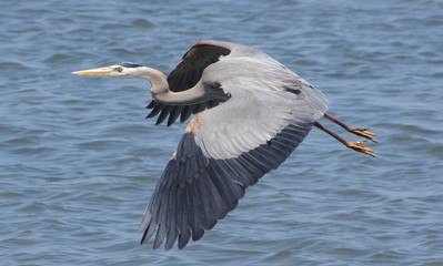 le vol du heron cendre