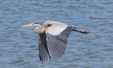 le vol du heron cendre