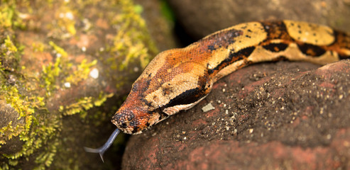 Junge Anaconda, freilebend