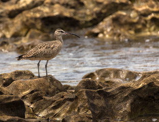 Wasservogel am Meeresfelsen