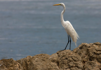 Silberreiher, Costa Rica