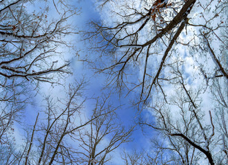 trees in the snow-covered forest, snow in the trees, snowdrifts, traces in the snow, sunlight through the branches of trees, winter, cold,
