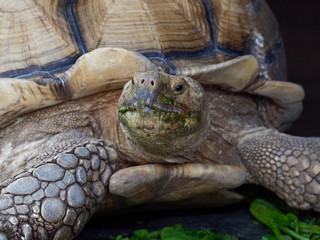 Obraz premium Giant African spurred or Sulcata tortoise with green mouth by eating vegetable in close up looking to the side in a zoo over dark background