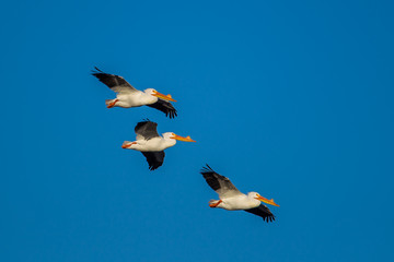 White pelicans in formation above scooteny reservoir in Washington.