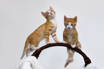 Two baby kittens, European Shorthair, climbing on a handle of a basket