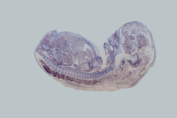 Mausembryo im Längsschnitt