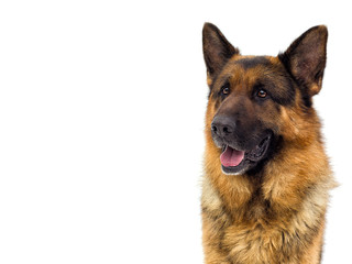portrait of a German shepherd dog looking