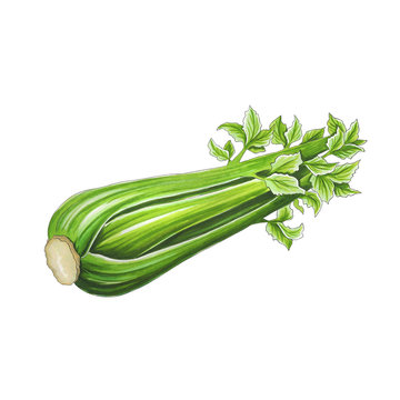 Celery on a white background. Sketch done in alcohol markers
