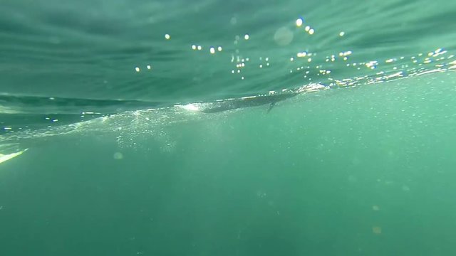 Underwater footage of catching a fish on a hook; the camera moves above and below the water. Species: New Zealand Snapper, a type of Sea Bream. Note: This fish was released back to the sea. 