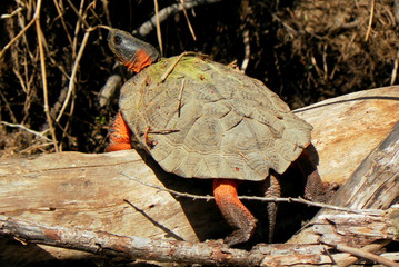 Wood Turtle