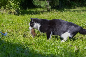 Black with white spots cat caught a field mouse and carries it in his teeth on a green glade.