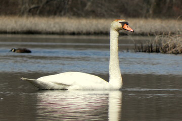 Swan
