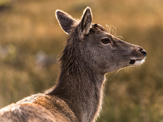female deer 