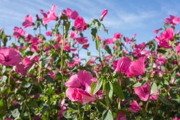 Fototapeta premium Beautiful background of Pink flowers lavatera in bloom against the blue sky.