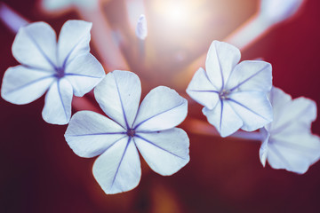 Obraz premium Macro white flowers. Nature closeup photo of beautiful plants