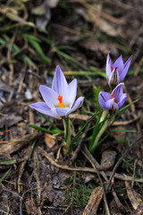Beautiful crocus flowers during spring on Mount Mashuk, Stavropol Territory, Russia
