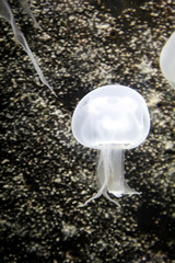 Qualle, Meduse 