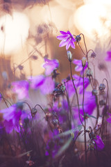 Closeup campanula flowers in summer field outdoor. Nature wild meadow plants on blue blurred background. Sunny summer field