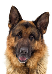 portrait of a German shepherd dog looking