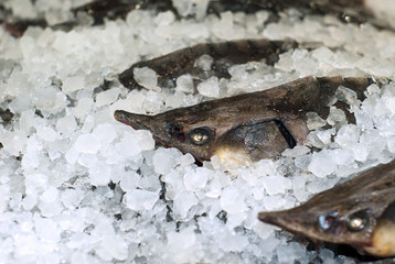 head of fresh sturgeon in ice on store shelve closeup