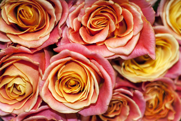 bouquet of yellow-pink roses closeup, top view
