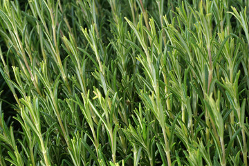 Rosemary close up
