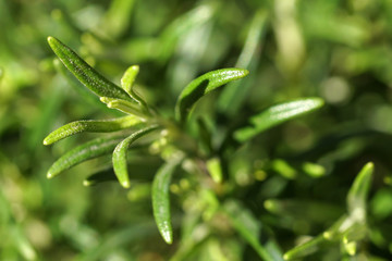 Rosemary close up