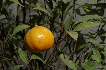Mandarin plant close up
