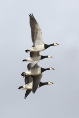 Barnacle goose