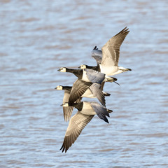 Barnacle goose