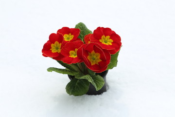 Spring flowers / Primrose