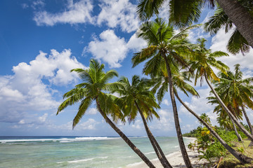 Fototapeta na wymiar Palmen und Traumstände im Cocos Keeling Atoll, Australien, Indischer Ozean