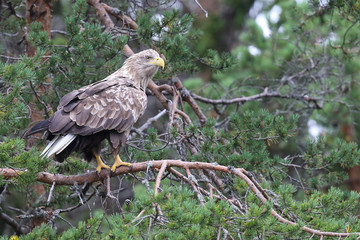 White- tailed eagle