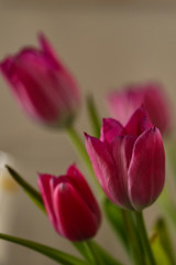 Tulips / Composition with tulips