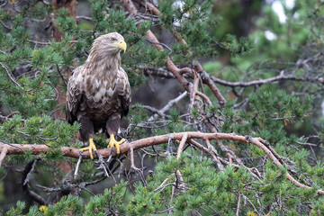 White- tailed eagle