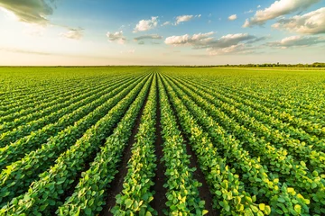 Fotobehang Green ripening soybean field, agricultural landscape © oticki