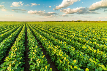 Green ripening soybean field, agricultural landscape