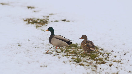 Two ducks in the winter on snow. Russian winter.