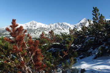 Tatry Wysokie, Polska - widok na ośnieżone szczyty z Hali Gąsienicowej © Iwona
