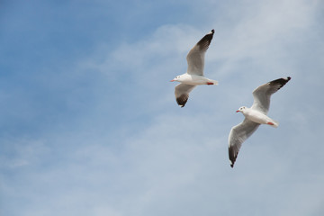 Fototapeta na wymiar Seagulls flying among blue sky.