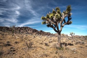 Mojave Desert Joshua Tree