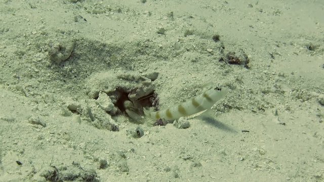 Symbiotic relationship between shrimps - blind worker and Steinitzs Shrimpgoby ( Amblyeleotris Steinitzi )