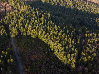 An aerial view of the trees at Haldon forest in Devon, United Kingdom