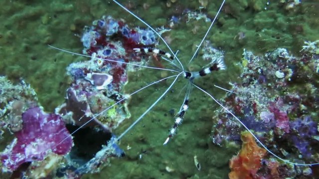 Banded cleaner shrimp, stenopus hispidus  swimming over corals.