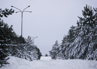  Forest Road