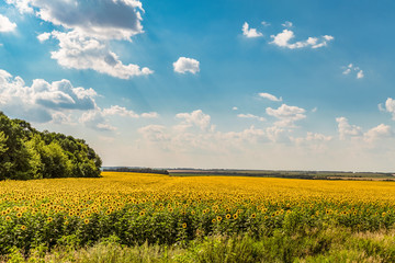 Blooming sunflowers field on a bright cloudy summer day. Agricultural plain landscape. Belgorod region, Russia.