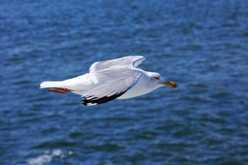 Möve