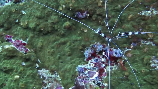Banded cleaner shrimp, stenopus hispidus  swimming over corals.