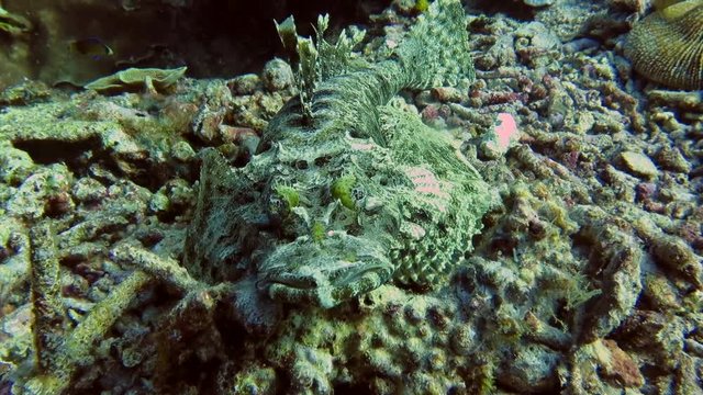 Camouflaged cryptic Crocodilefish , Cymbacephalus beauforti, resting on corals  of Bali, Indonesia